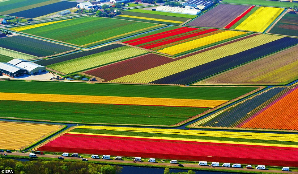 Tulips in the Netherlands